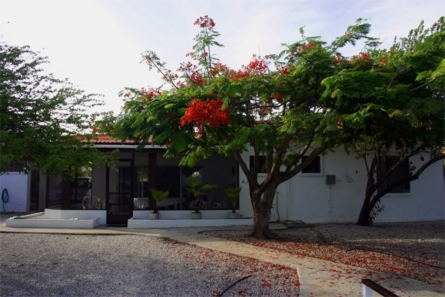A view of the backyard to the house
