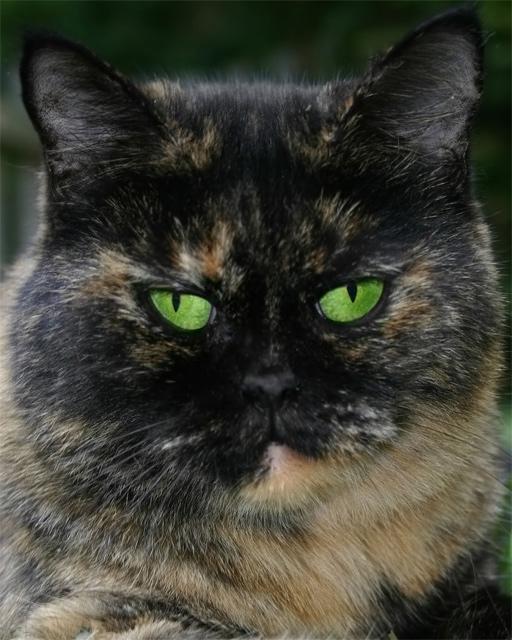 Callie (re-crop of CP entry)
