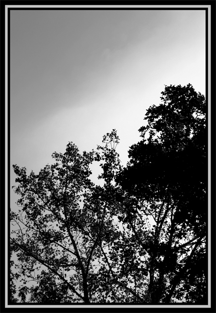 B&W treeline (High Contast)