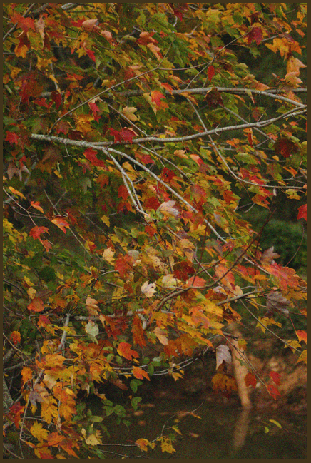 Fall Splendor