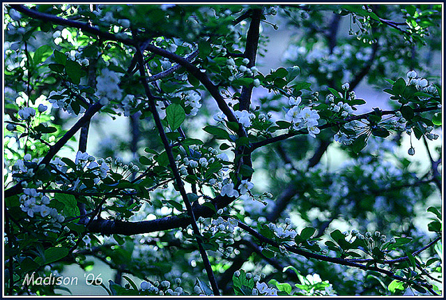 mini-crabapple-blossoms