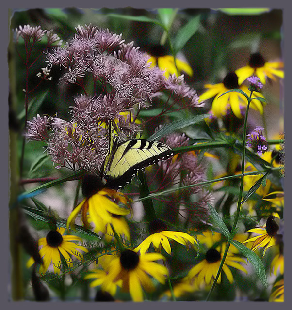 Flutterby