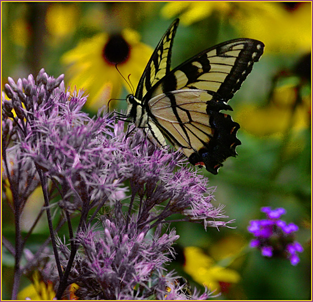 yellow-butterfly-sfw.jpg