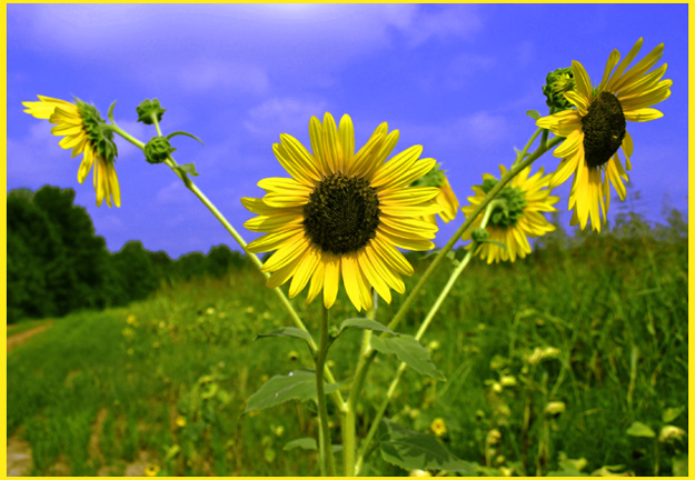 triangle sunflowers