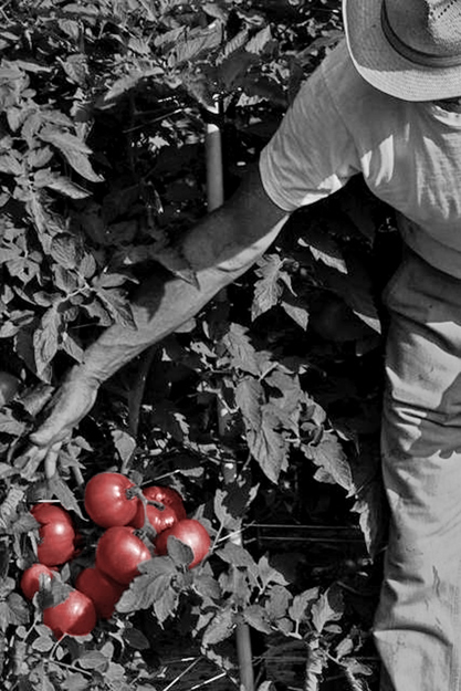 Appalachian Tomato Man