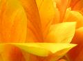 toussled tulips