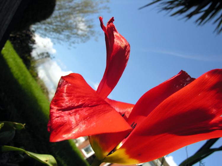 red