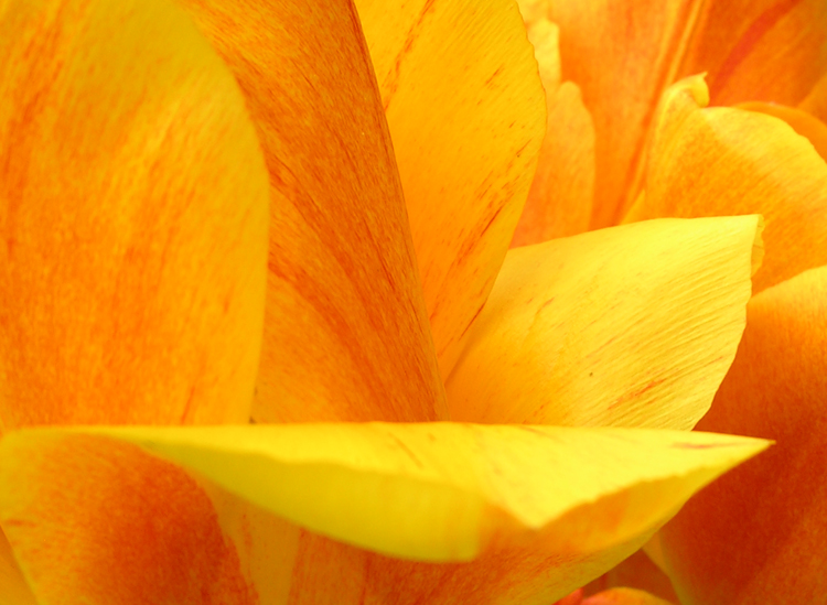 toussled tulips