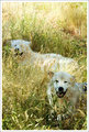 Wolves in the Bush