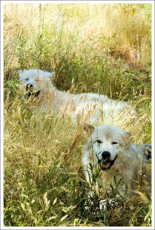 Wolves in the Bush