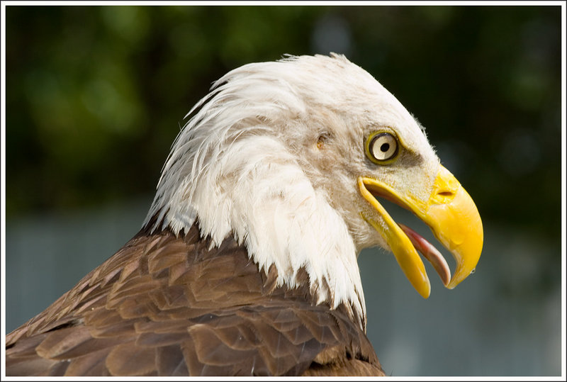 Bald Eagle