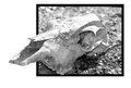 cow skull variant I