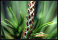 Budding in a Sea of Green