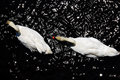 Two Swans