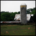 Day 9 of 50 - A Dreary Day for Cows