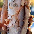 Birch Bark (Textures - Day 9)