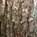 Tree Bark (Textures - Day 10)