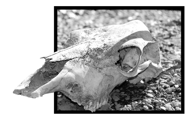 cow skull variant I
