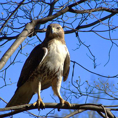 hawkpp.jpg