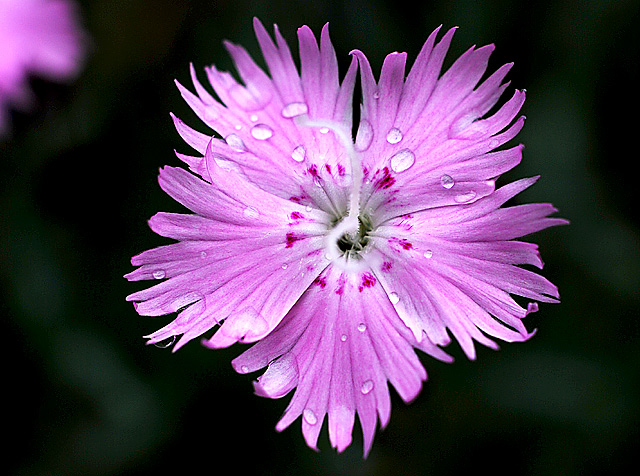 My 1st macro