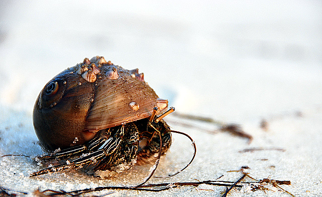 Crab