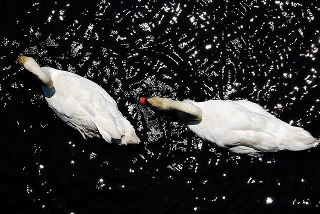 Two Swans