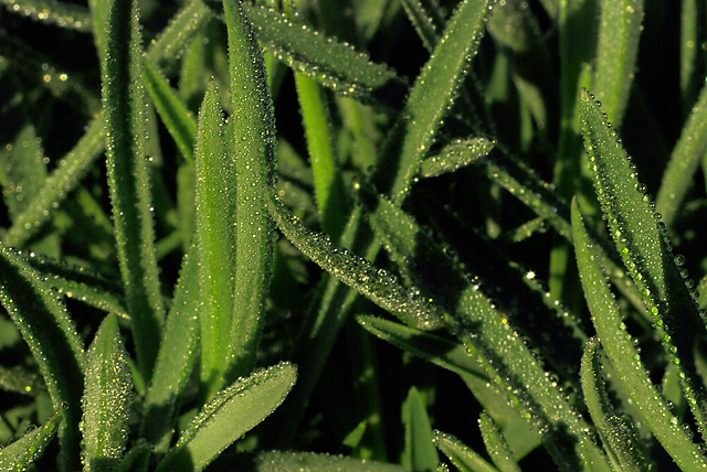 Morning Dew on Grass (Textures - Day 2)