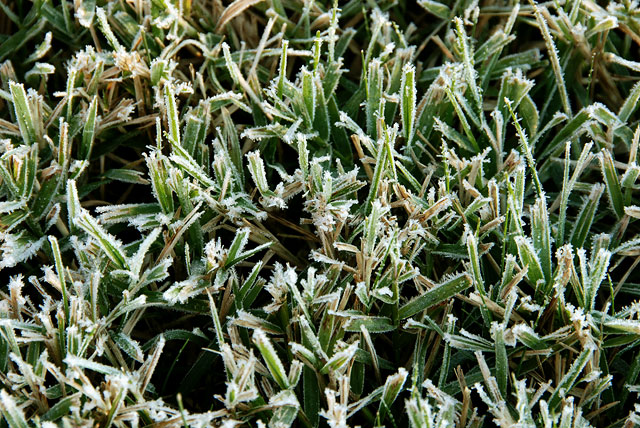 Frosty Morning Grass (Textures - Day 7)