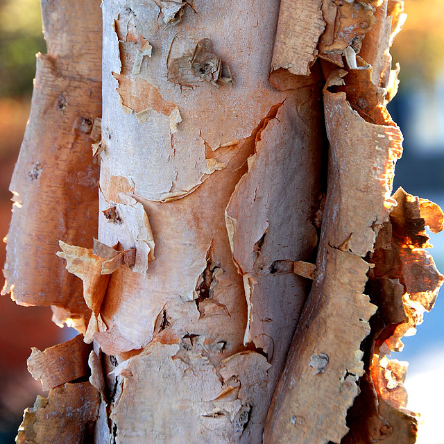 Birch Bark (Textures - Day 9)