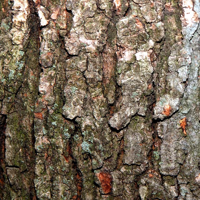 Tree Bark (Textures - Day 10)