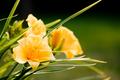 Daylilies