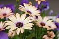 "Peach Symphony" Daisies