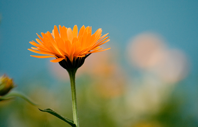 Calendula, or "Pot Marigold"