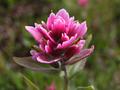Pink Flower