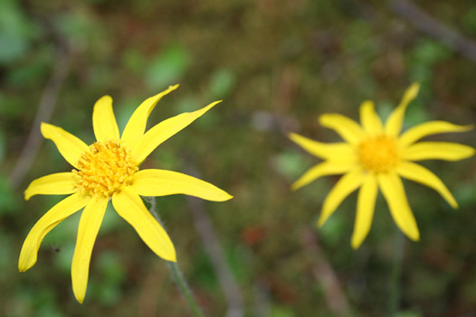 2 Yellow Flowers