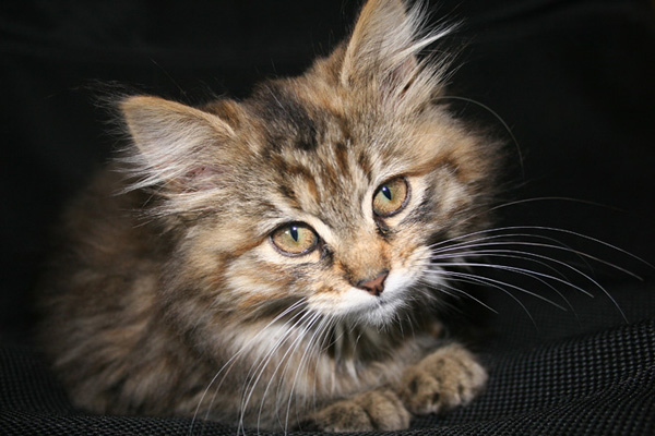 Kitten