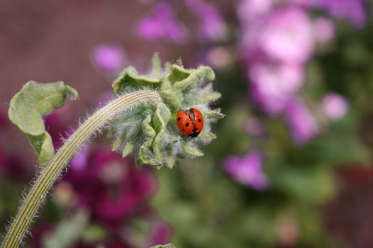 LadyBug