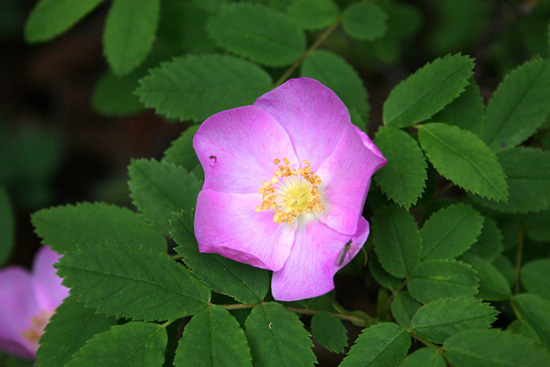 Wild Rose