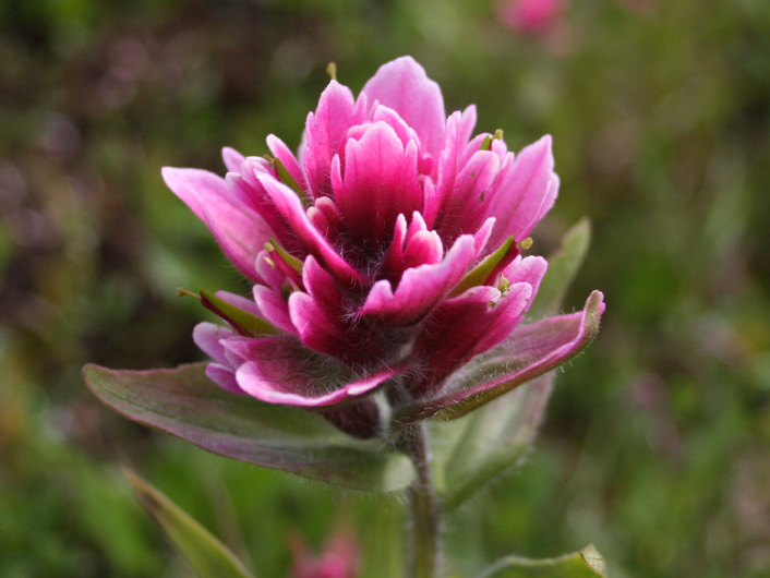 Pink Flower