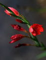 Flora2.jpg