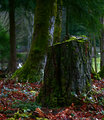 Stump of the Elders