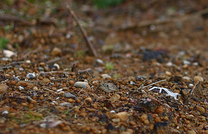 Rockslide Catastrophe