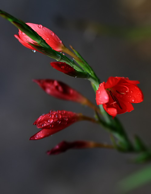 Flora2.jpg
