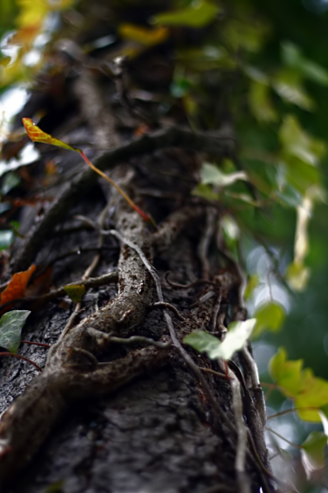 Up a tree without a squirrel?