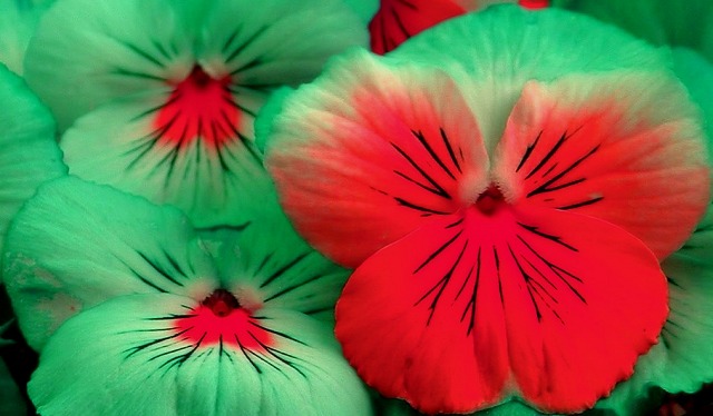 Complementary Colors - By Design II