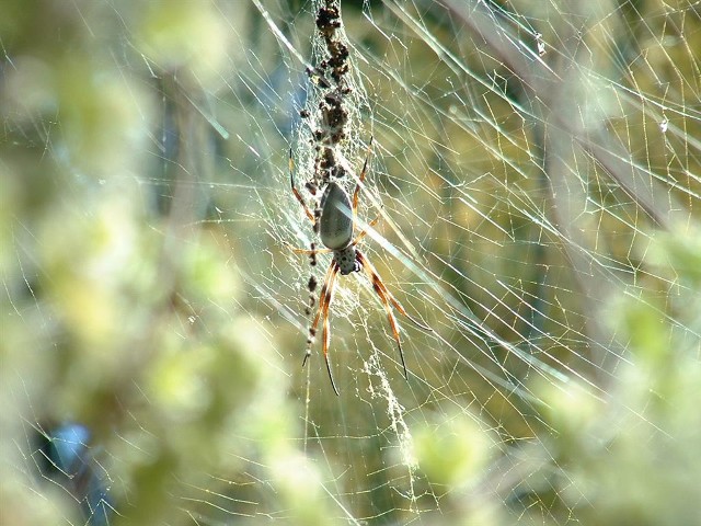 Banana Spider