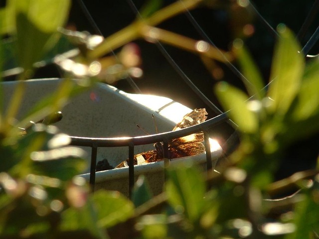 Peeking