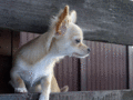 My Dog