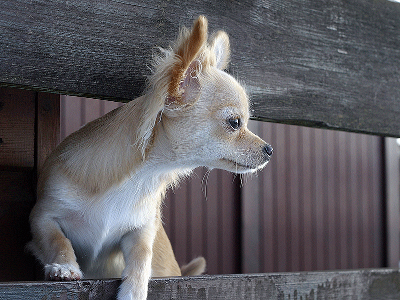 My Dog