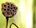 Garden Reed